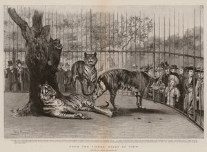 Dal punto di vista della tigre